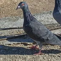 کبوتر|پرنده|مود, |دیوار