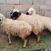 میش بره بز کهره