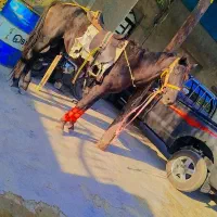 اسب ارام|اسب و تجهیزات اسبسواری|خمیر, |دیوار