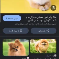 سگ پیدا شده