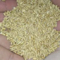 گندم|عمدهفروشی|زاغه, |دیوار