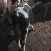 سه‌راس‌گوساله‌نر|حیوانات مزرعه|نظر کهریزی, |دیوار