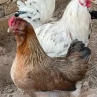 تخم مرغ  نطفه دار|حیوانات مزرعه|اهواز, کمپلو شمالی|دیوار