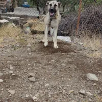 سگ ماده سرابی