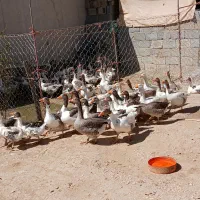 غازمحلی|حیوانات مزرعه|دشت ذهاب, |دیوار