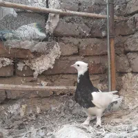 فروش چن عدد طوقی|پرنده|جیرفت, |دیوار