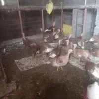 بوقلمون