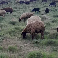 میش بره