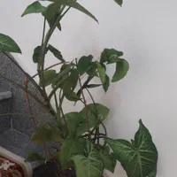 گل و گیاه فروشی|گل و گیاه طبیعی|ارومیه, |دیوار