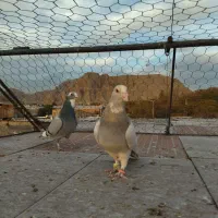 کبوتر پلنگ|پرنده|کرمان, |دیوار