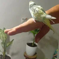 مرغ عشق رام ودستی