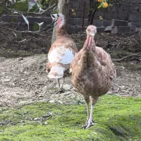 بور بورن هلندی|حیوانات مزرعه|قائمشهر, |دیوار