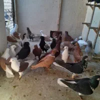 کبوتر|پرنده|مشهد, کارگران|دیوار