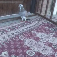 کبوتر|پرنده|سرخنکلاته, |دیوار