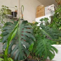 مانسترا مونسترا برگ انجیری