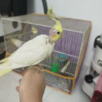 جوجه عروس هلندی