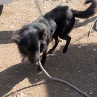 واگذاری|حیوانات|مسجد سلیمان, |دیوار