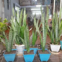 گل سانسوریا