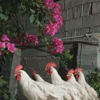 خروس جوان