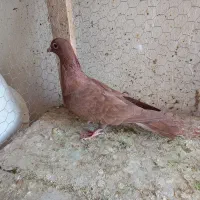 سرخ کرمونی|پرنده|تربت‌حیدریه, مسجد جامع|دیوار