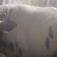 یکدعدد گوساله نر درجه یک به فروش میرسد|حیوانات مزرعه|خرمآباد, |دیوار