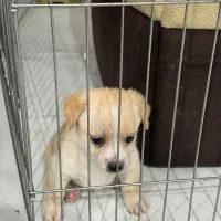 توله سگ آپارتمانی|سگ|اصفهان, هزارجریب|دیوار