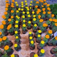 گل کاغذی|گل و گیاه طبیعی|آستانه اشرفیه, |دیوار