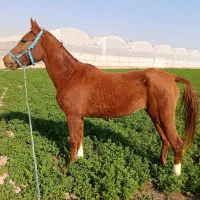 اسب|اسب و تجهیزات اسب‌سواری|تهران, منیریه|دیوار