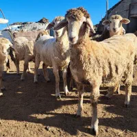 گوسفند ماده