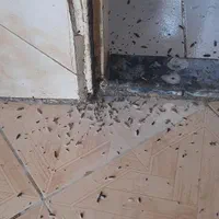 شرکت سمپاشی ثناریشه کنی انواع حشرات صددر صدتضمینی