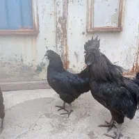 مرغ خروس ایام سمانی