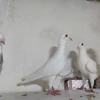 سفید|پرنده|بجنورد, |دیوار