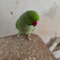 ملنگو سخنگو