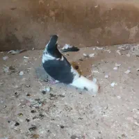 کبوتر|پرنده|تربت‌حیدریه, بالا ولایت|دیوار