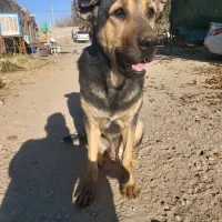 پژدر ۱۴ ماهه نر