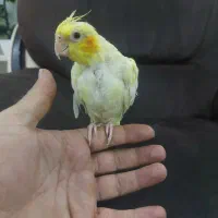 عروس هلندی