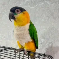 کایک ماده ۵ساله خیلی درشت