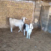 میش بره بز زایده ابستن|حیوانات مزرعه|مبارکه, |دیوار