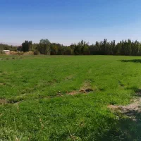 زمین زراعی    روستای بندیزه