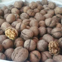 گردوی محلی تازه