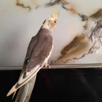 عروس هلندی دستی سیامون و ابلغ