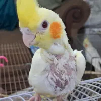 عروس هلندی|پرنده|قم, شهرک امام حسن|دیوار