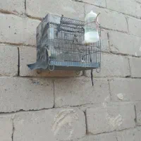سهره نر
