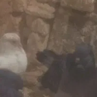 یک جفت کاشونی چشم زرد|پرنده|بروجن, |دیوار