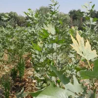 نهال چنار درخت درختچه قلمه کشاورزی