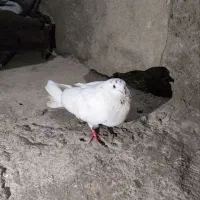 مشتری پیام بده