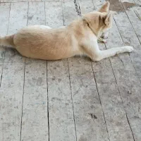 هاسکی خوشکل|سگ|لنگرود, |دیوار