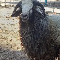 گوسفند