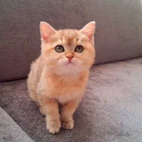 بریتیش.گلد نر و ماده