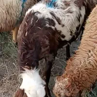 بره قوچ پلنگی